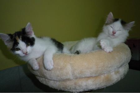 Društvo za zaščito živali Pomurja svetuje 2